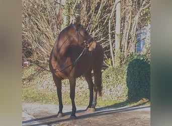 Cheval de sport irlandais, Jument, 12 Ans, 158 cm, Bai