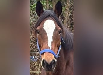Cheval de sport irlandais, Jument, 12 Ans, 160 cm