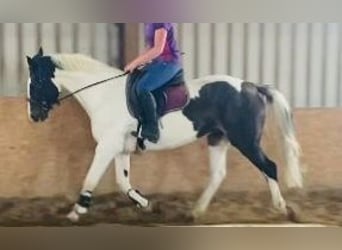 Cheval de sport irlandais, Jument, 12 Ans, 165 cm, Pinto