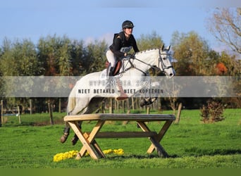 Cheval de sport irlandais, Jument, 12 Ans, 167 cm, Gris