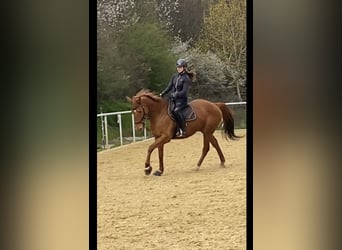 Cheval de sport irlandais, Jument, 12 Ans, 169 cm, Alezan