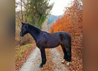 Cheval de sport irlandais, Jument, 13 Ans, 156 cm, Bai brun