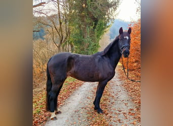 Cheval de sport irlandais, Jument, 13 Ans, 156 cm, Bai brun
