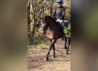 Cheval de sport irlandais, Jument, 13 Ans, 156 cm, Bai cerise