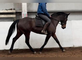 Cheval de sport irlandais, Jument, 13 Ans, 156 cm, Bai cerise