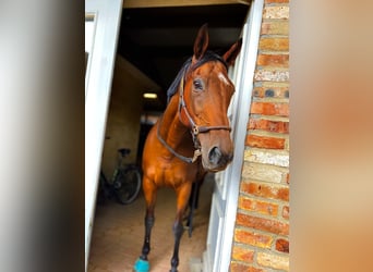 Cheval de sport irlandais, Jument, 13 Ans, 160 cm, Bai