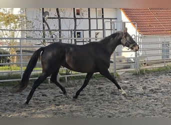 Cheval de sport irlandais, Jument, 13 Ans, 165 cm, Noir