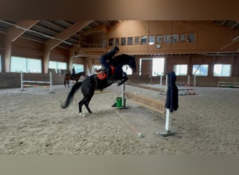 Cheval de sport irlandais, Jument, 13 Ans, 168 cm, Bai brun foncé