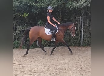 Cheval de sport irlandais, Jument, 14 Ans, 162 cm, Bai
