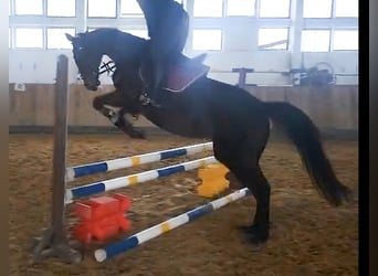 Cheval de sport irlandais, Jument, 14 Ans, 165 cm, Bai