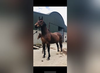 Cheval de sport irlandais Croisé, Jument, 14 Ans, 167 cm, Bai cerise