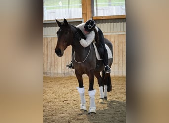Cheval de sport irlandais, Jument, 14 Ans, 168 cm, Bai