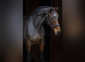 Cheval de sport irlandais, Jument, 14 Ans, 168 cm, Bai