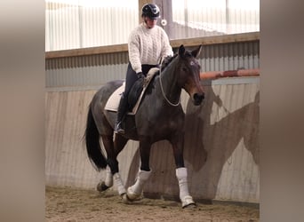 Cheval de sport irlandais, Jument, 14 Ans, 168 cm, Bai