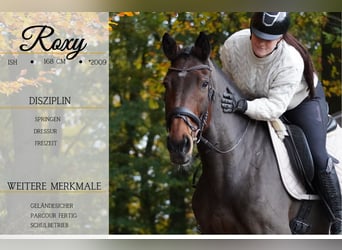Cheval de sport irlandais, Jument, 14 Ans, 168 cm, Bai