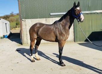 Cheval de sport irlandais, Jument, 14 Ans, 175 cm, Bai cerise