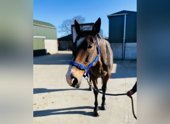 Cheval de sport irlandais, Jument, 14 Ans, 175 cm, Bai cerise