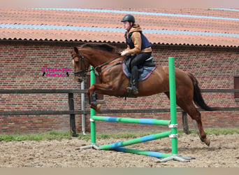 Cheval de sport irlandais Croisé, Jument, 14 Ans, Alezan brûlé