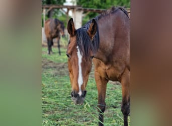 Cheval de sport irlandais, Jument, 15 Ans, 162 cm, Bai