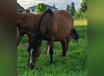 Cheval de sport irlandais, Jument, 15 Ans, 162 cm, Bai