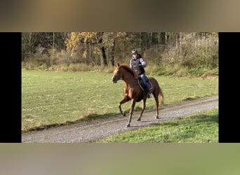 Cheval de sport irlandais, Jument, 15 Ans, 167 cm, Alezan brûlé