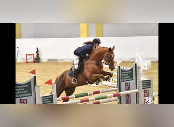 Cheval de sport irlandais, Jument, 15 Ans, 167 cm, Alezan brûlé
