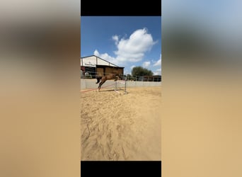 Cheval de sport irlandais, Jument, 15 Ans, 167 cm, Bai brun