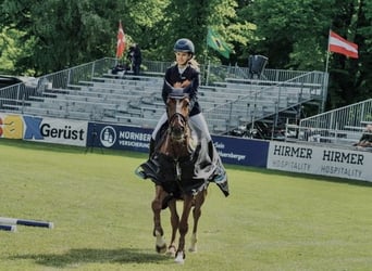 Cheval de sport irlandais, Jument, 15 Ans, Alezan brûlé