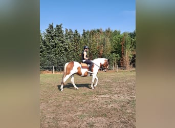 Cheval de sport irlandais, Jument, 16 Ans, 160 cm, Pinto