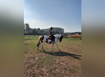 Cheval de sport irlandais, Jument, 16 Ans, 160 cm, Pinto