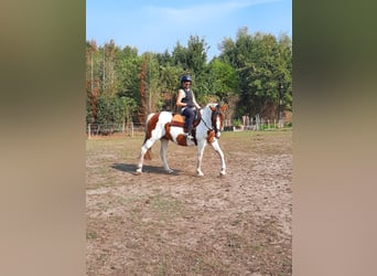 Cheval de sport irlandais, Jument, 16 Ans, 160 cm, Pinto