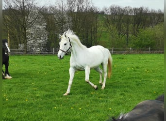 Cheval de sport irlandais, Jument, 18 Ans, 167 cm, Gris