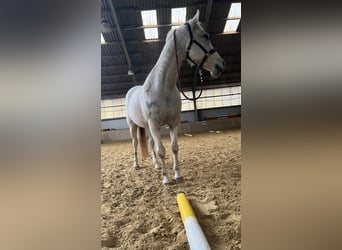 Cheval de sport irlandais, Jument, 18 Ans, 167 cm, Gris