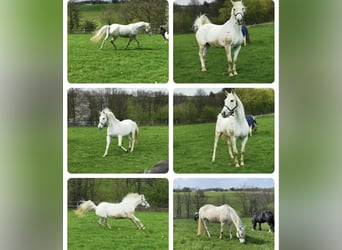 Cheval de sport irlandais, Jument, 18 Ans, 167 cm, Gris