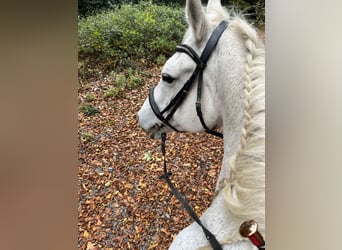 Cheval de sport irlandais, Jument, 18 Ans, 167 cm, Gris
