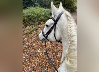 Cheval de sport irlandais, Jument, 18 Ans, 167 cm, Gris