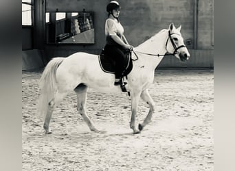 Cheval de sport irlandais, Jument, 18 Ans, 167 cm, Gris