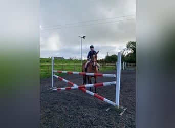 Cheval de sport irlandais, Jument, 18 Ans, 168 cm, Bai cerise