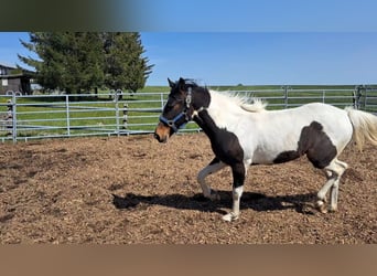 Cheval de sport irlandais Croisé, Jument, 2 Ans, 135 cm, Pinto