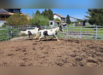 Cheval de sport irlandais Croisé, Jument, 2 Ans, 135 cm, Pinto
