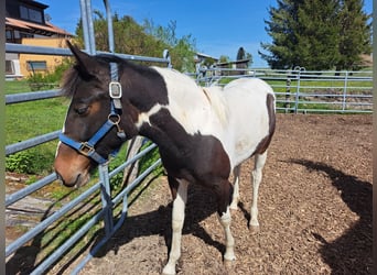Cheval de sport irlandais Croisé, Jument, 2 Ans, 135 cm, Pinto
