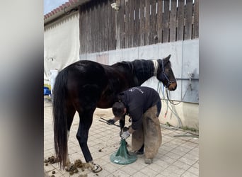 Cheval de sport irlandais Croisé, Jument, 2 Ans, 152 cm, Bai brun foncé