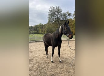 Cheval de sport irlandais Croisé, Jument, 2 Ans, 152 cm, Bai brun foncé
