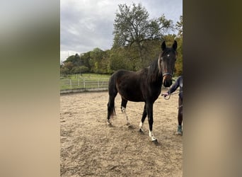 Cheval de sport irlandais Croisé, Jument, 2 Ans, 152 cm, Bai brun foncé