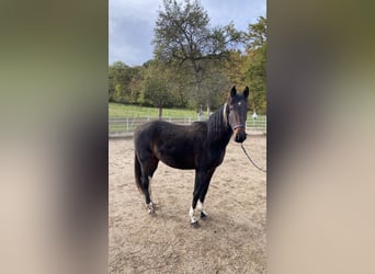 Cheval de sport irlandais Croisé, Jument, 2 Ans, 152 cm, Bai brun foncé