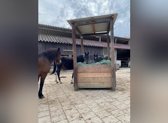 Cheval de sport irlandais Croisé, Jument, 2 Ans, 152 cm, Bai brun foncé