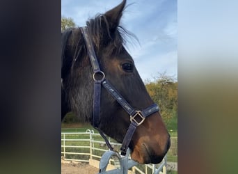 Cheval de sport irlandais Croisé, Jument, 2 Ans, 152 cm, Bai brun foncé