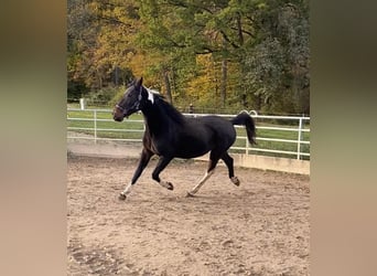 Cheval de sport irlandais Croisé, Jument, 2 Ans, 152 cm, Bai brun foncé