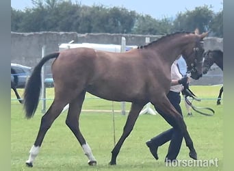 Cheval de sport irlandais, Jument, 2 Ans, 155 cm, Bai cerise