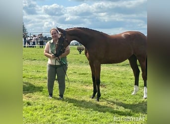 Cheval de sport irlandais, Jument, 2 Ans, 155 cm, Bai cerise